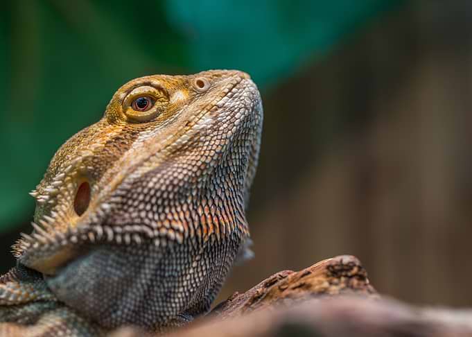 Reptile
