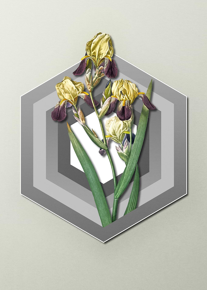Iris on Geometric Pastel