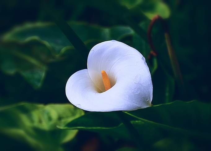 White Flower