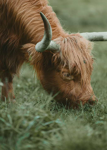 Eating Highland Cattle