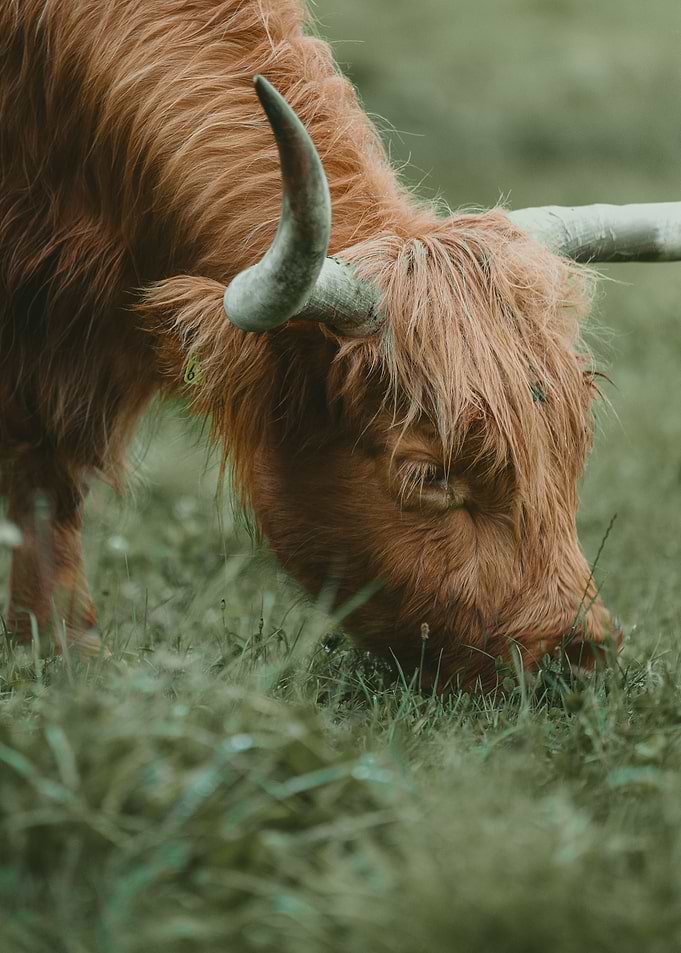 Eating Highland Cattle
