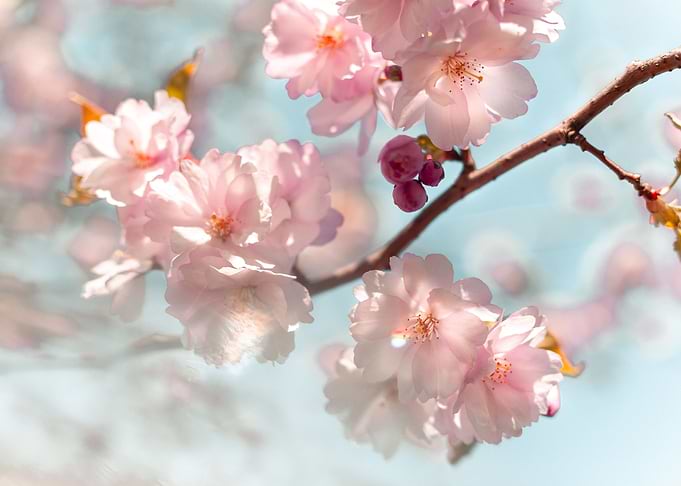 Sakura