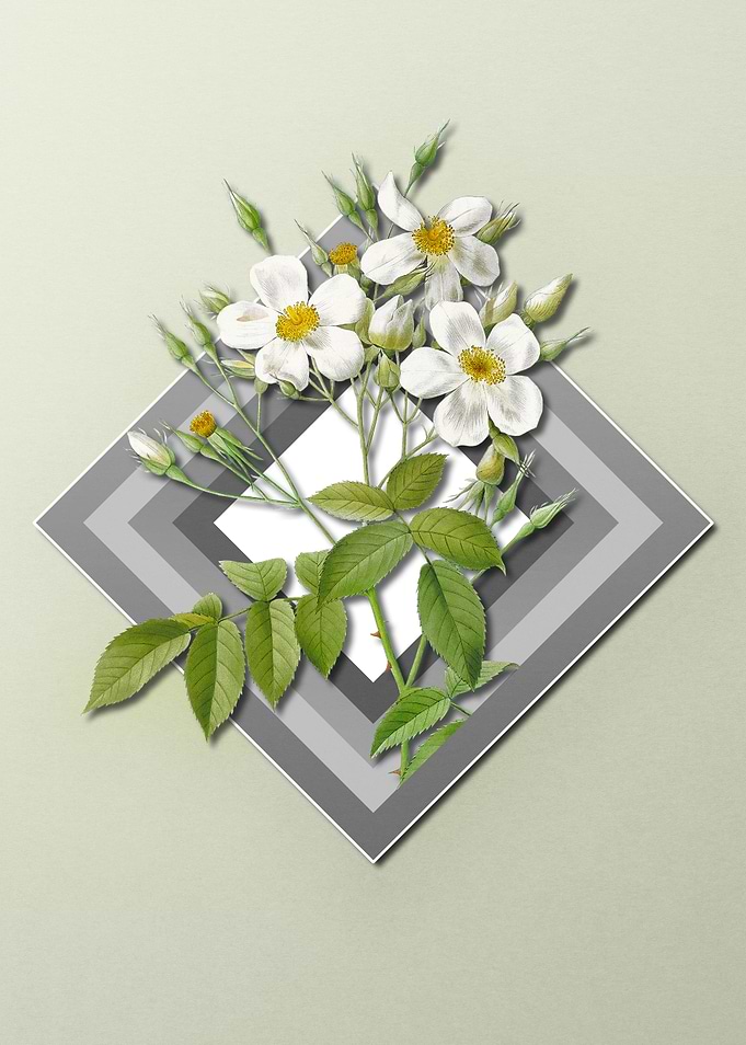 Rose Floral on Geometric