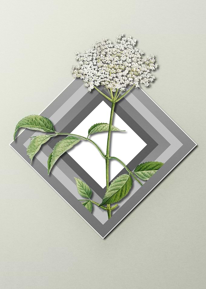 Elderflower Spring Pastel