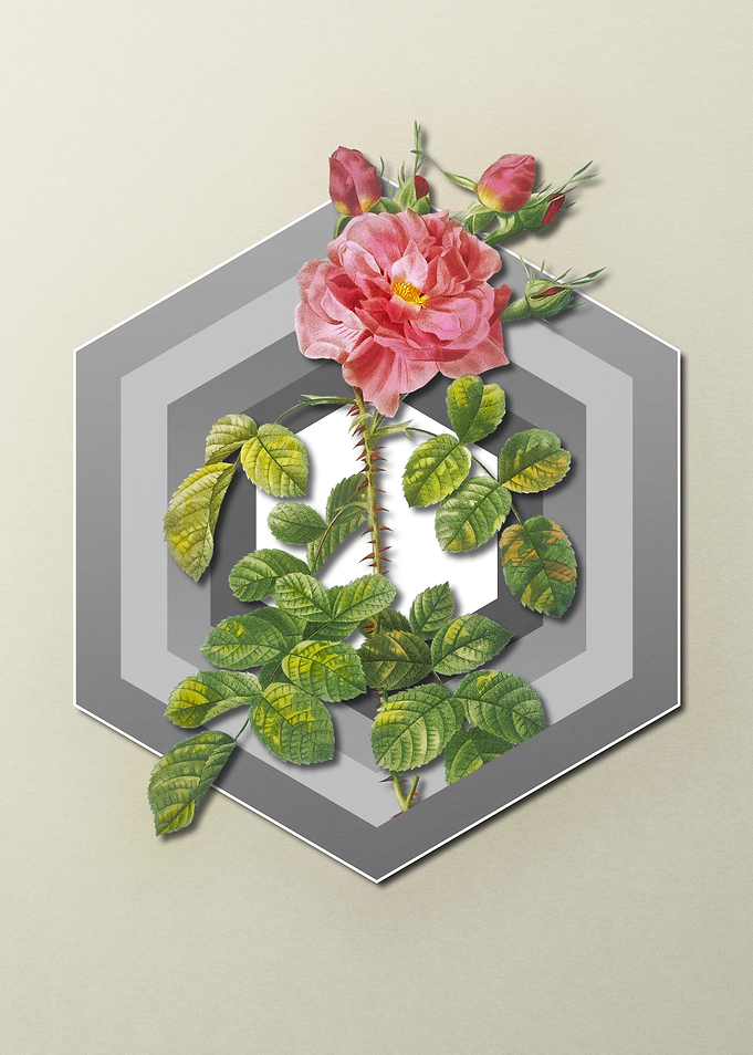 Pastel Floral Red Rose