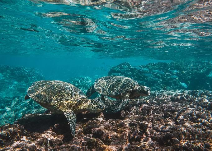 Couple of Seaturtles