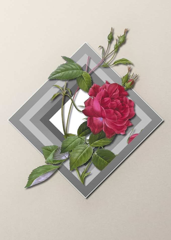 Light Pastel Bengal Rose