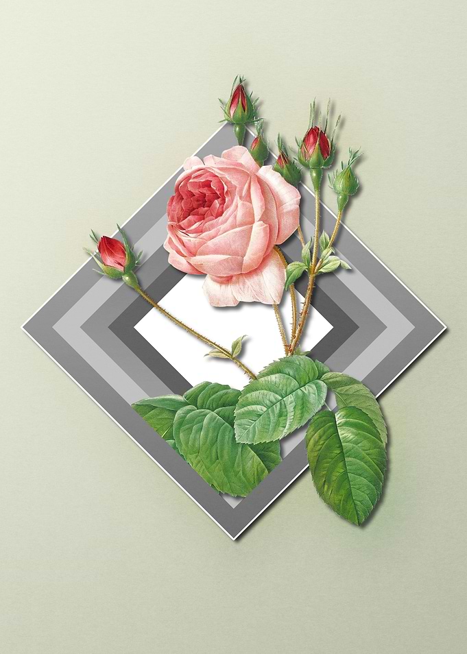 Pink Rose On Spring Pastel