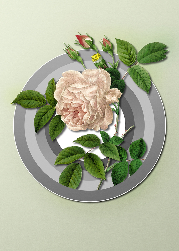 Spring Pastel White Rose