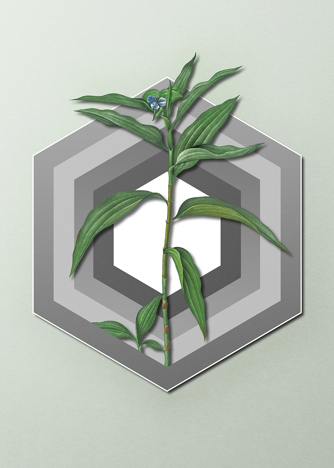 Dayflower On Paper Shield