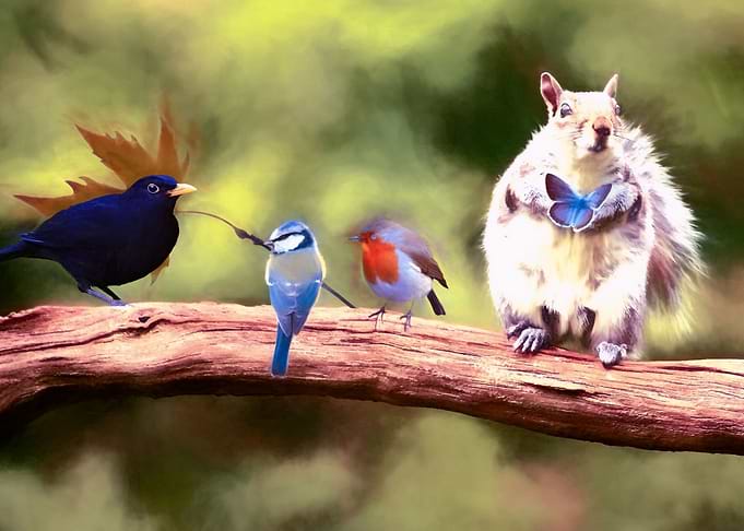 Wildlife friends
