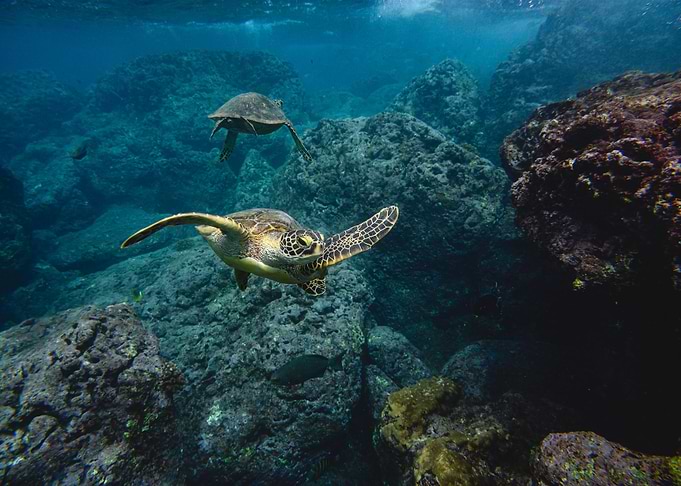 Turtle Separation