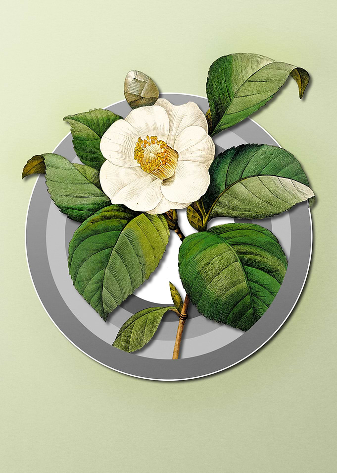 Camelia on Pastel Paper