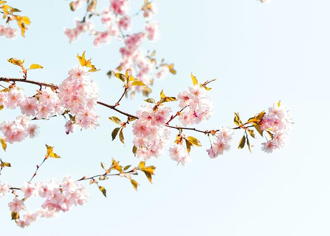 Sakura