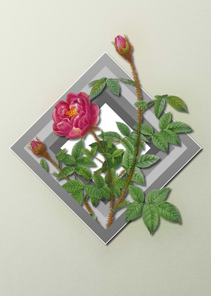 Rose Floral on Geometric