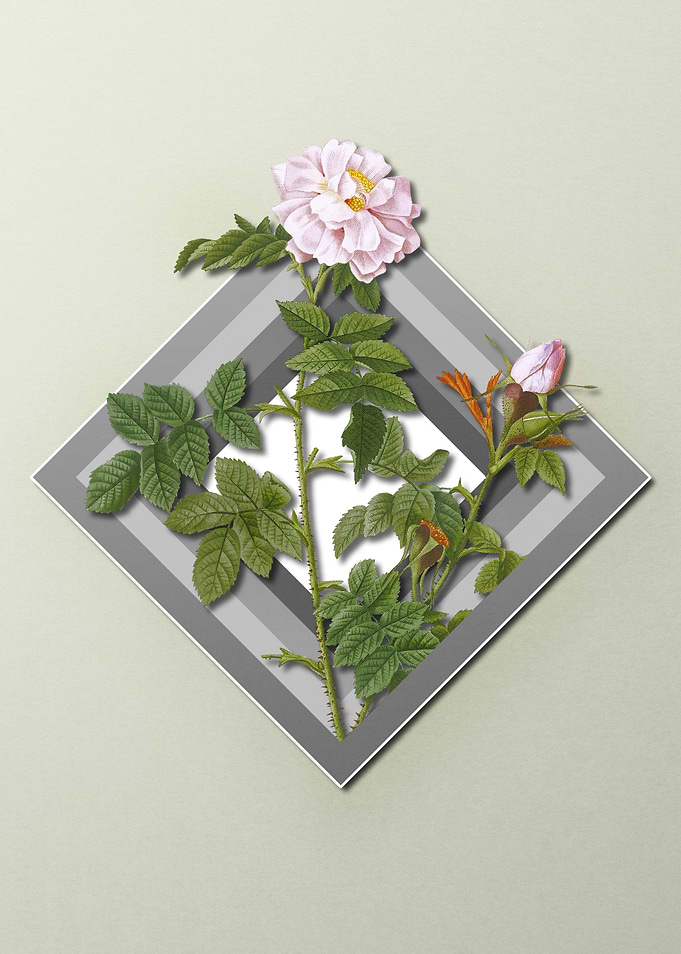 Floral Geometric Pink Rose