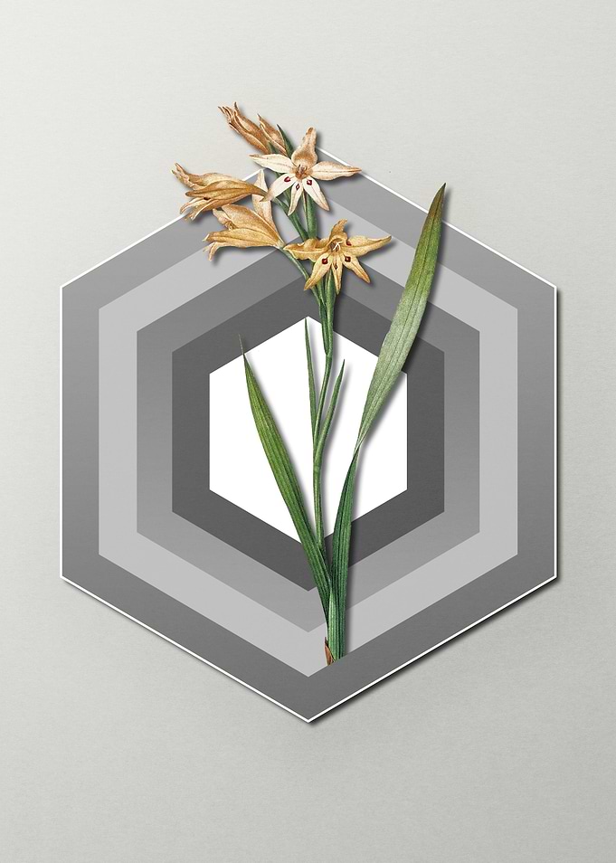 Gladiolus on Paper Shapes
