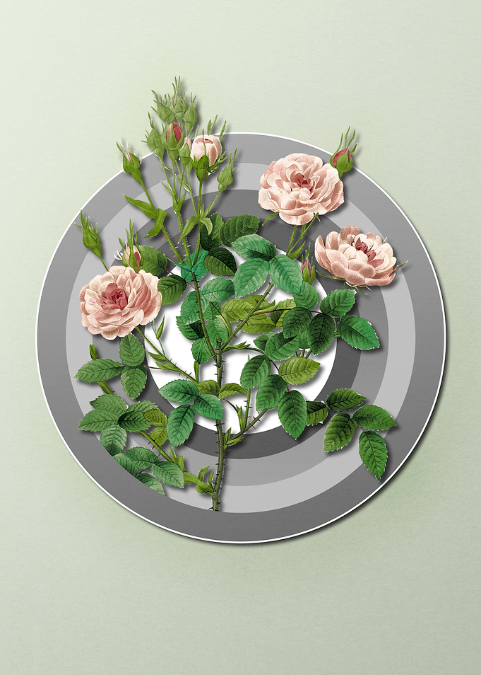 Geometric Flora Pink Roses
