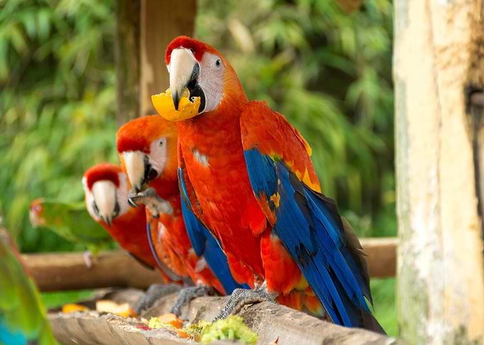 Parrot