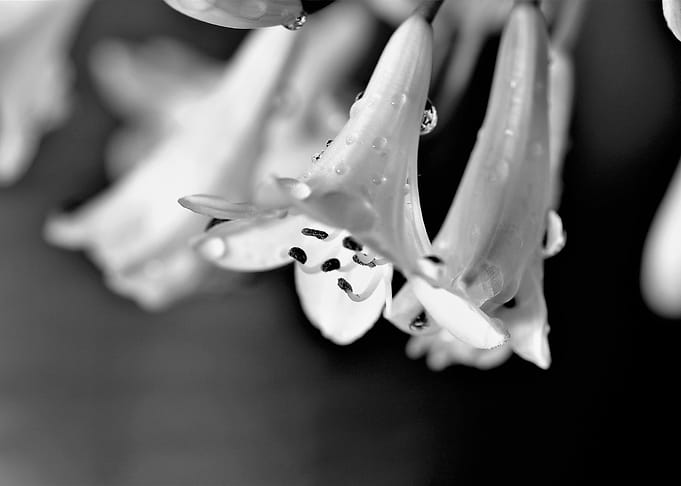Agapanthus