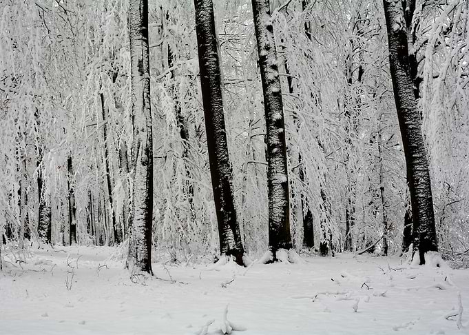Snow trees