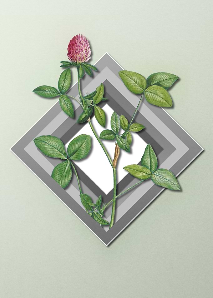 Floral Geometric on Pastel