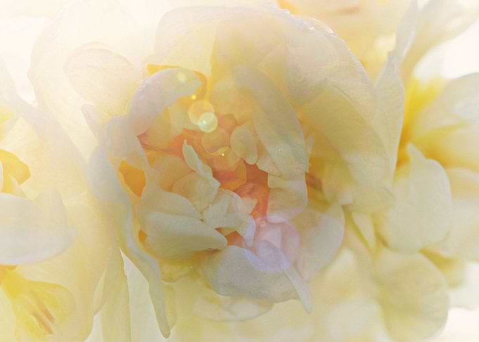 Daffodil