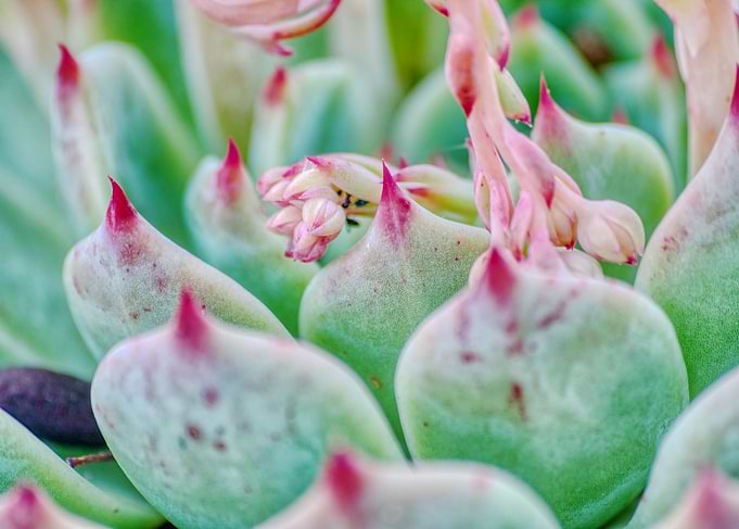 succulenta cactus
