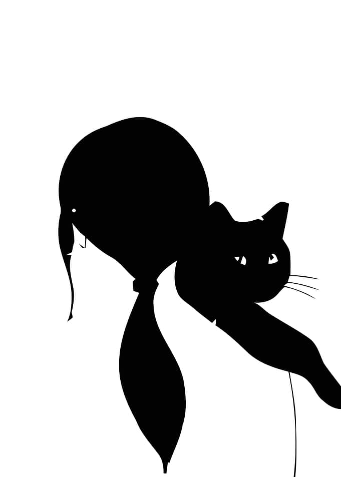 Black Cat