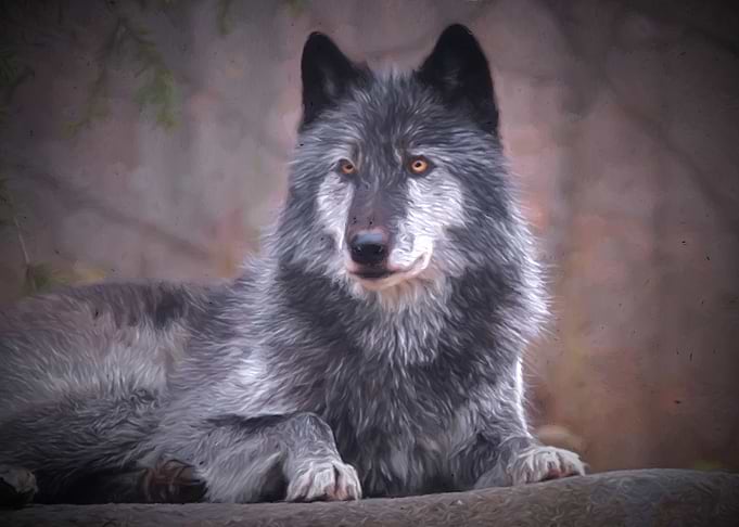 Lying wolf