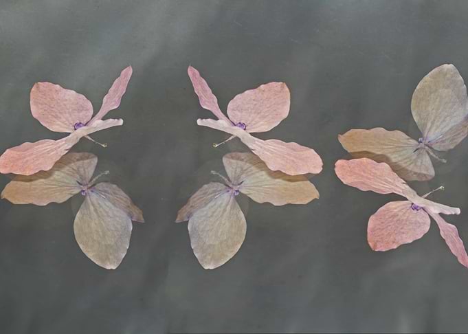 Pink hydrangea butterflies