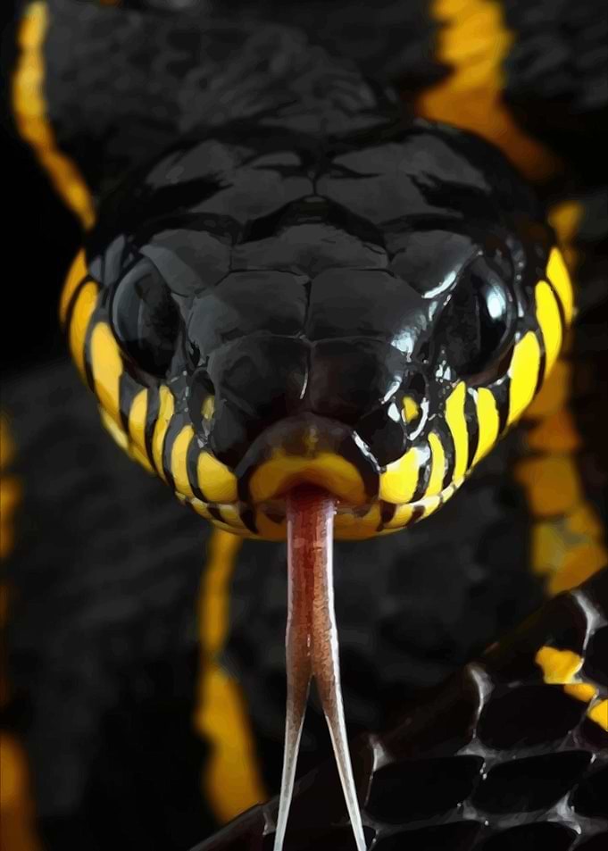 Black and yellow snake