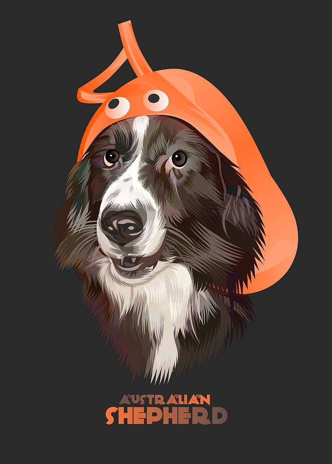 Australian Shepherd