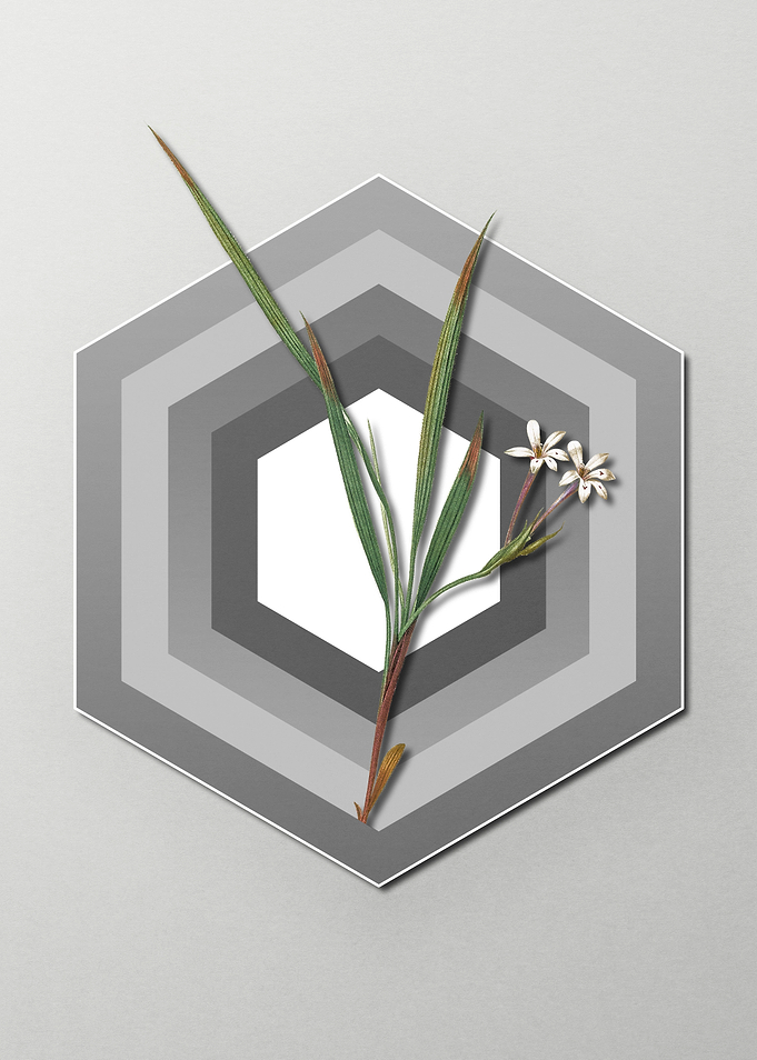 Gladiolus on Paper Shapes