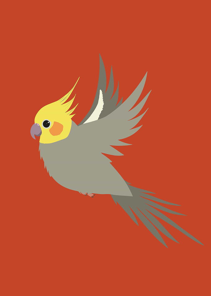 Flying cockatiel