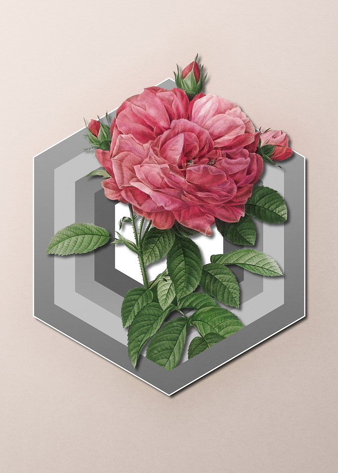 Giant Rose on Paper Shapes
