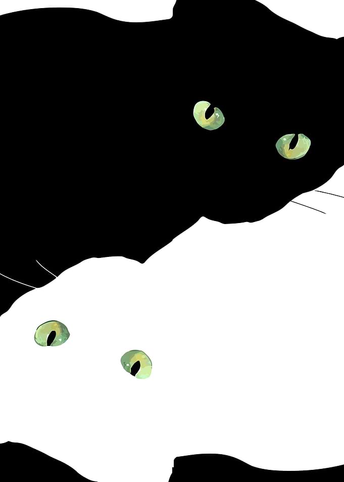 Black Cat