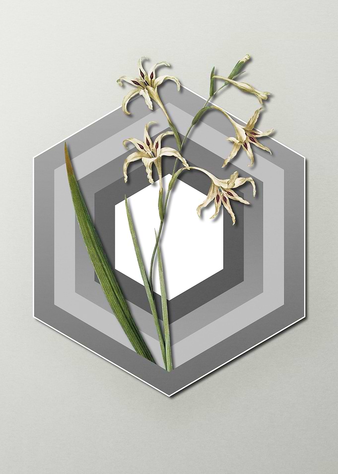 Gladiolus on Paper Shapes