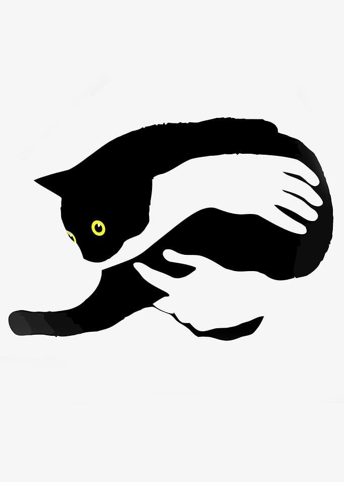 Black Cat