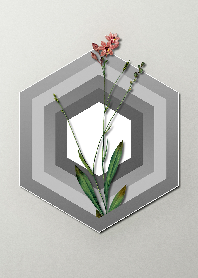 Gladiolus on Paper Shapes