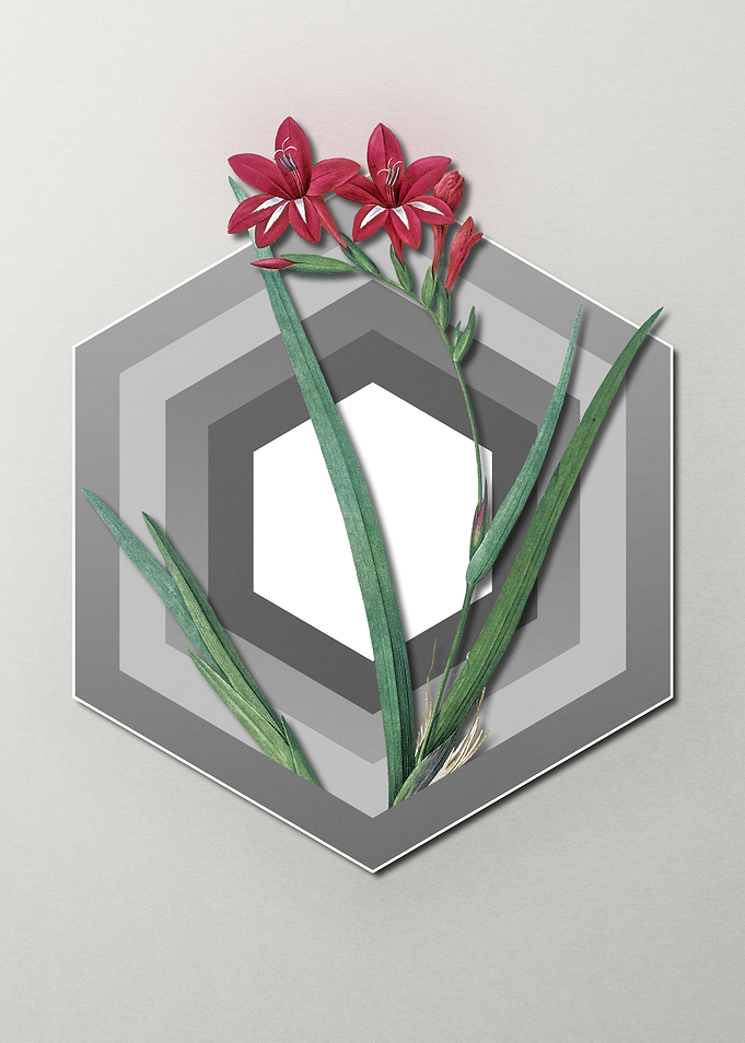 Gladiolus on Paper Shapes