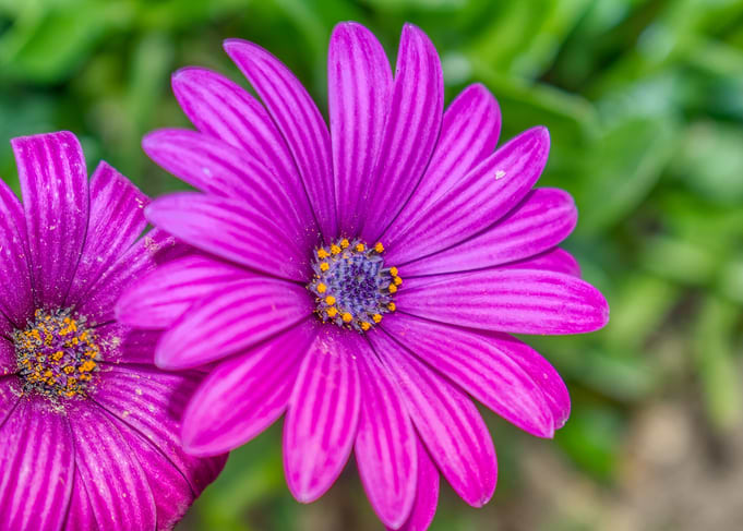 purple flower