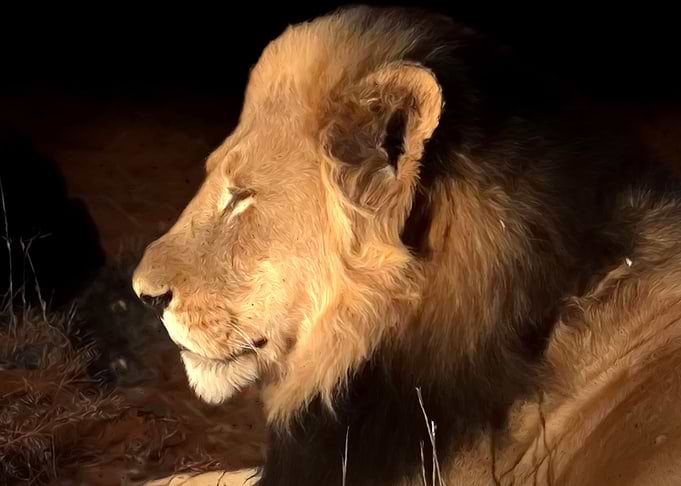 Lion portrait