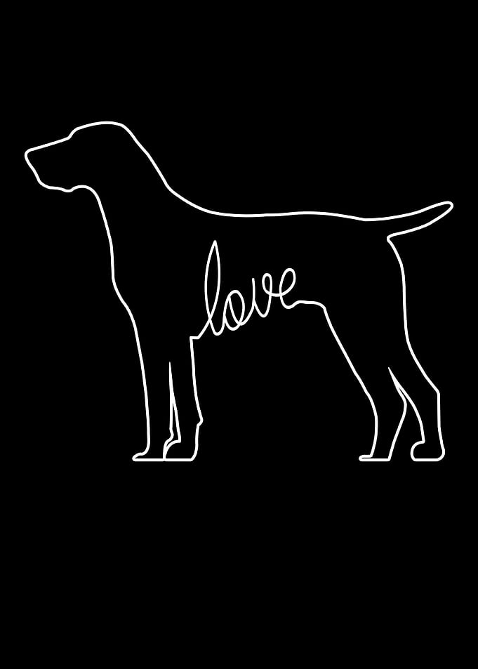 German Shorthair Pointer