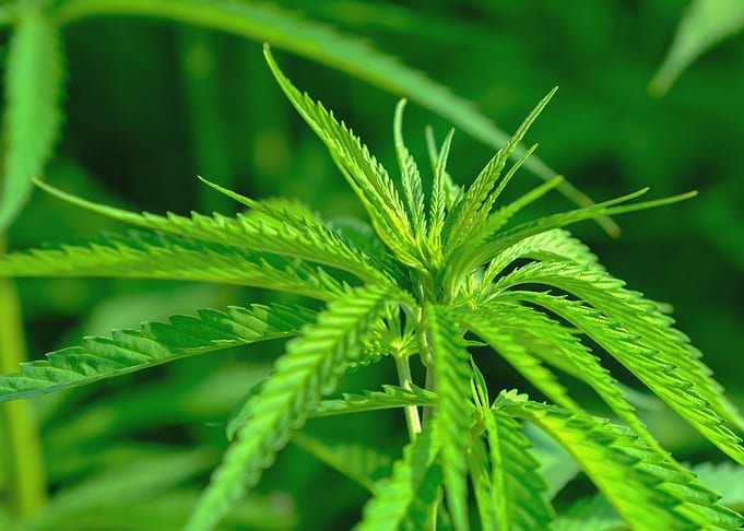 Cannabis