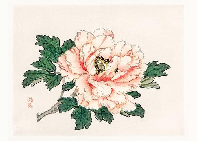 Pink Rose by Kno Bairei