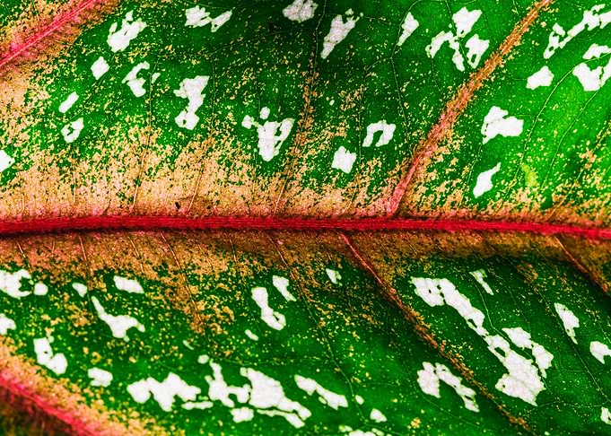 colorful Leaf