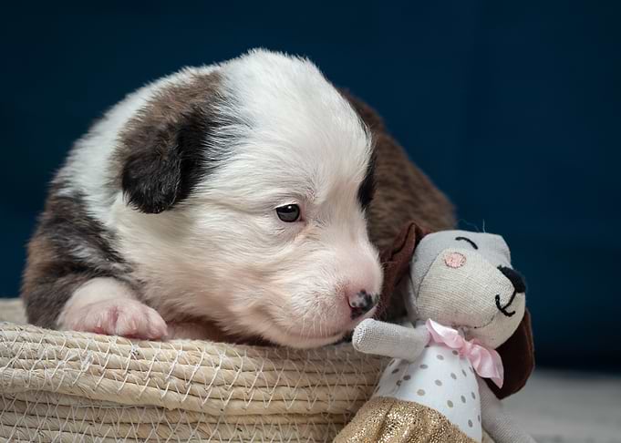 Welsh Corgi Cardigan