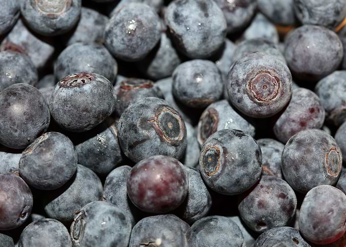 Bluberries wild fruits