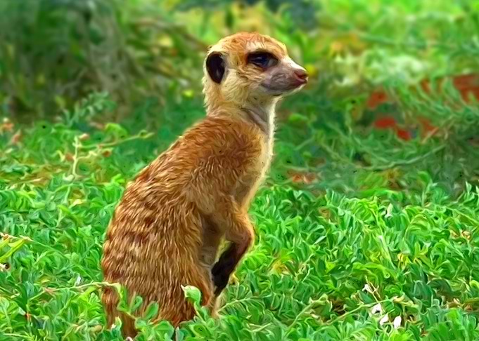 Meerkat
